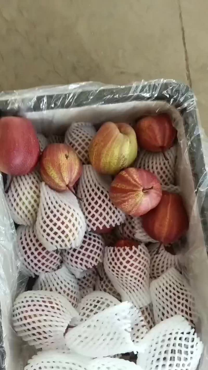 陕西大荔彩虹梨大量供应中