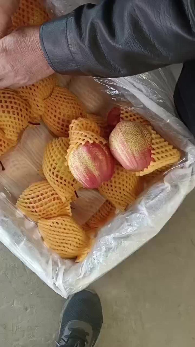 陕西大荔彩虹梨大量供应中