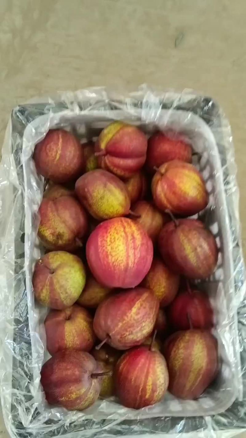 陕西大荔彩虹梨大量供应中