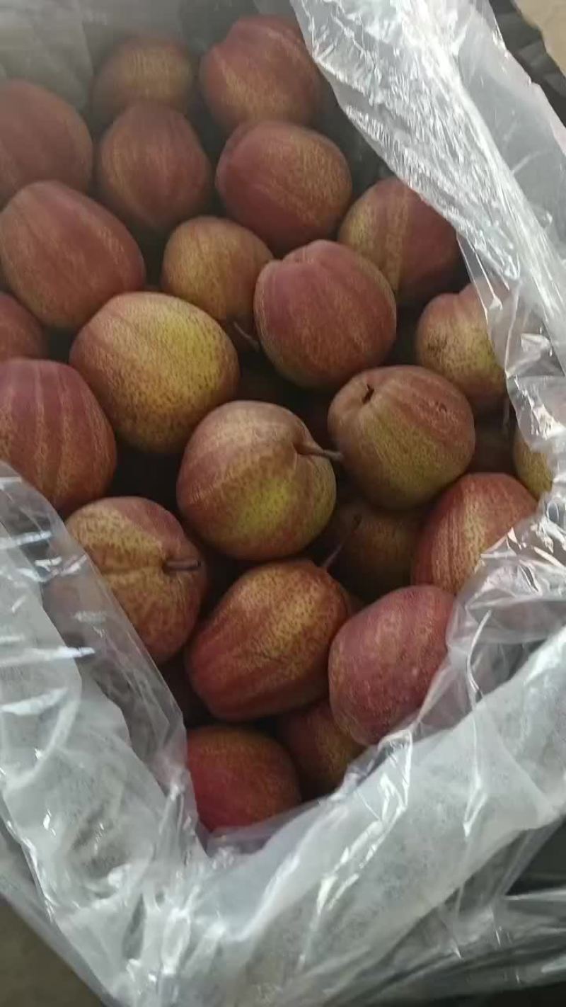 陕西大荔彩虹梨大量供应中