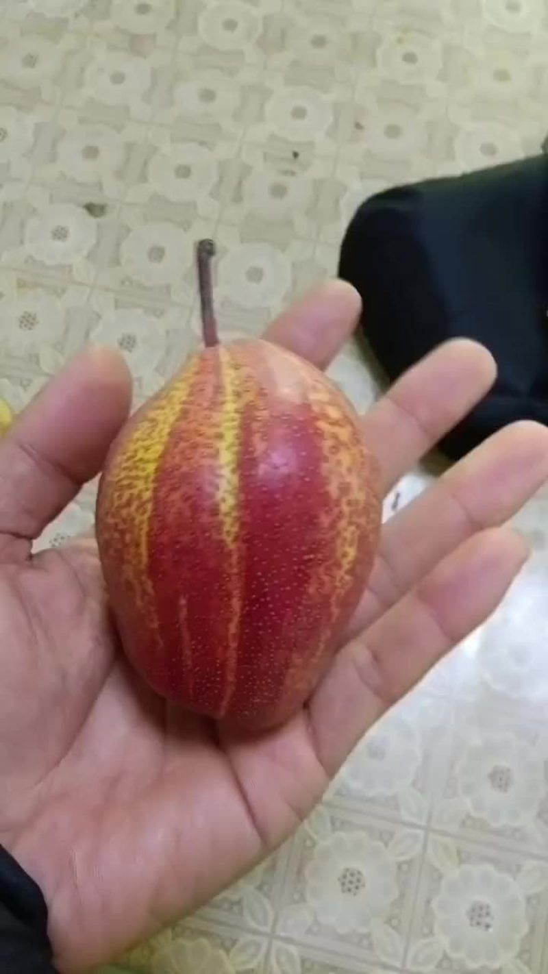 陕西大荔彩虹梨大量供应中
