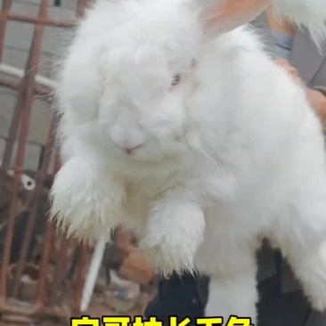 安哥拉长毛兔