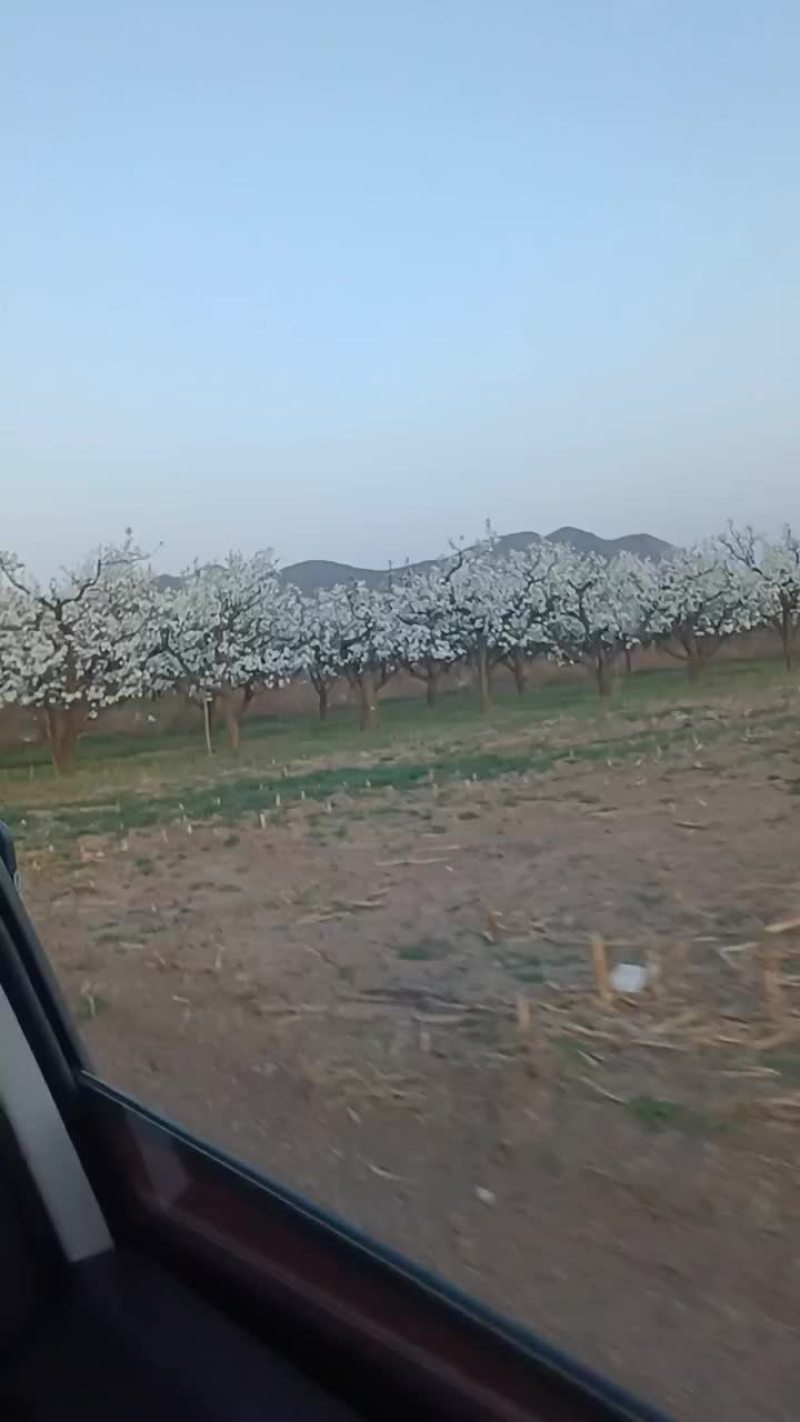 原平市子干村梨树开花，欢迎光临。