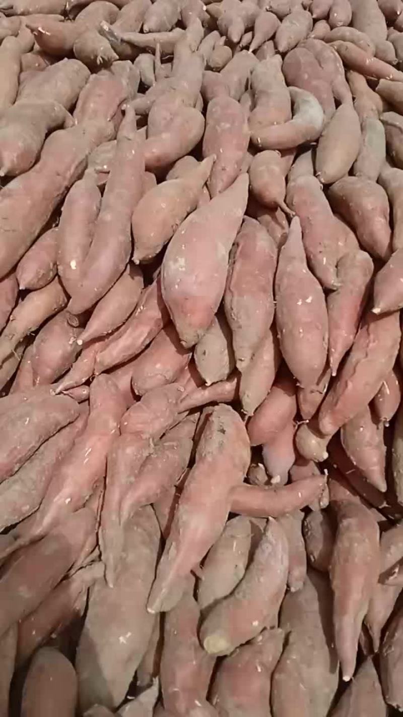 商薯要九白心