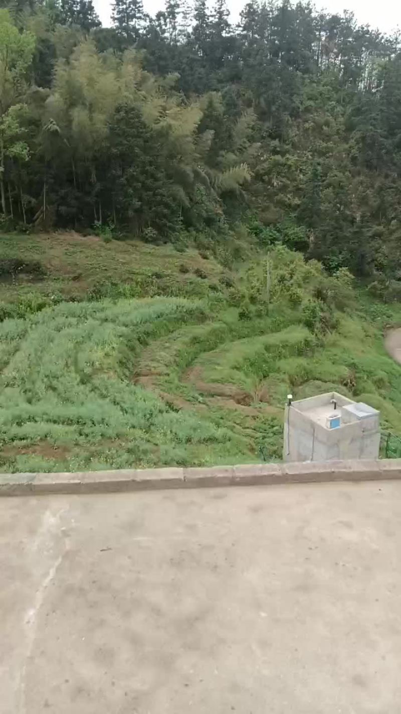 舒城高山小兰花茶叶
