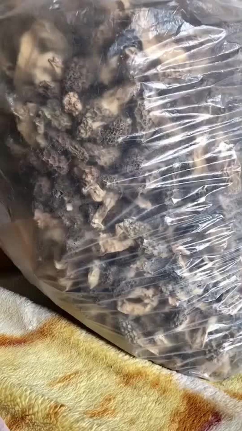 2024野生羊肚菌