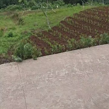 批量山地流转