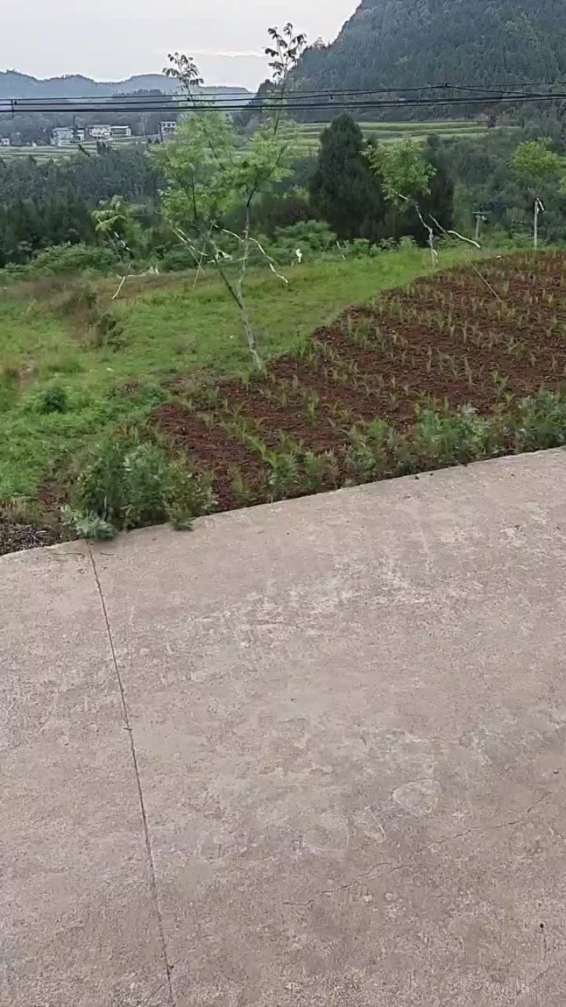 批量山地流转
