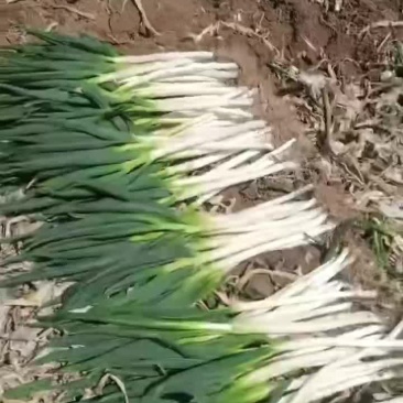 钢葱