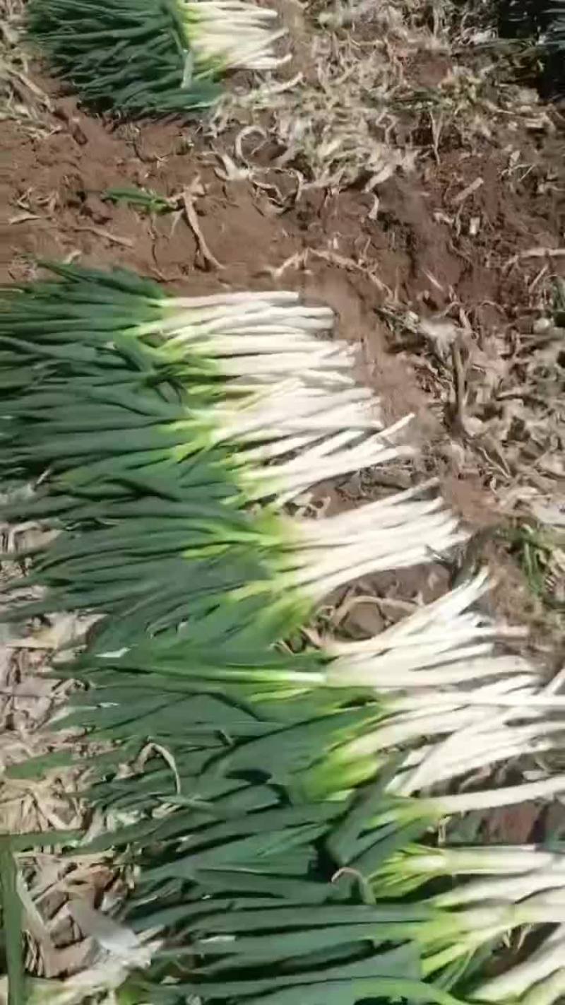 钢葱
