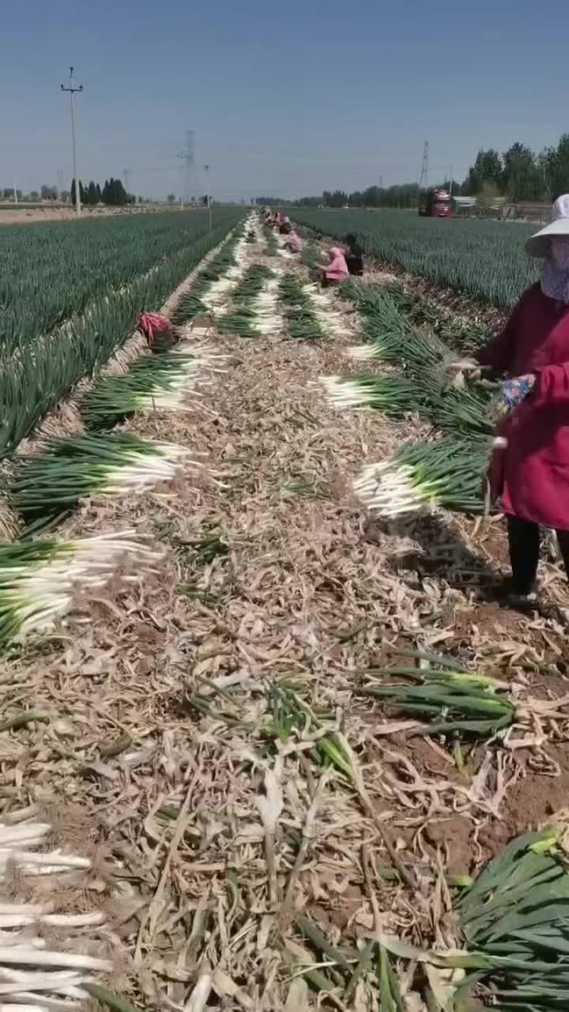 钢葱