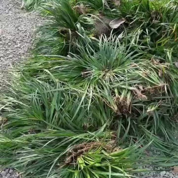 石菖蒲