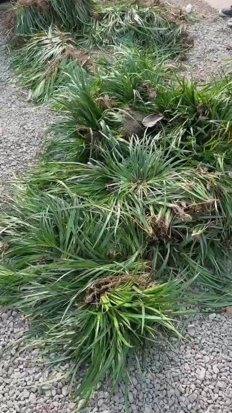 石菖蒲