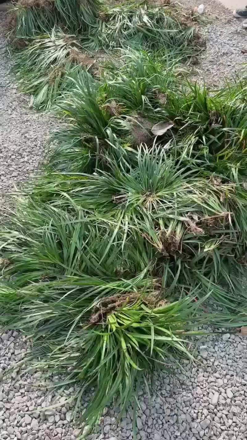 石菖蒲