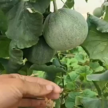 潍坊精品绿宝甜瓜，基地直发，量大从优，规格齐全