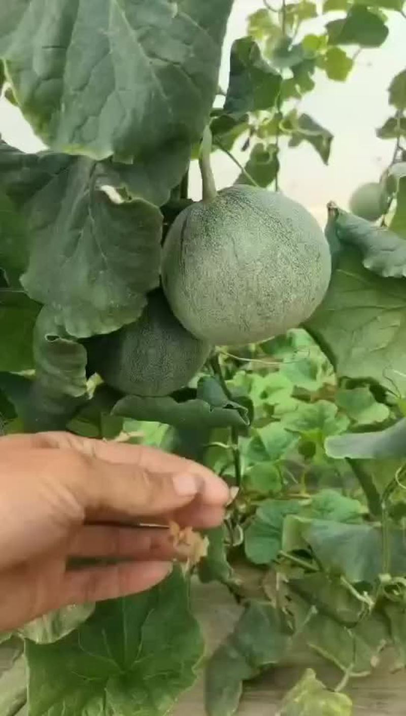 潍坊精品绿宝甜瓜，基地直发，量大从优，规格齐全
