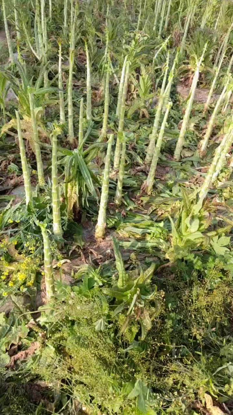 大量莴笋杆子出售