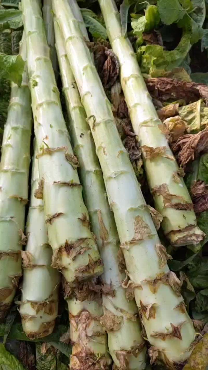 大量莴笋杆子出售