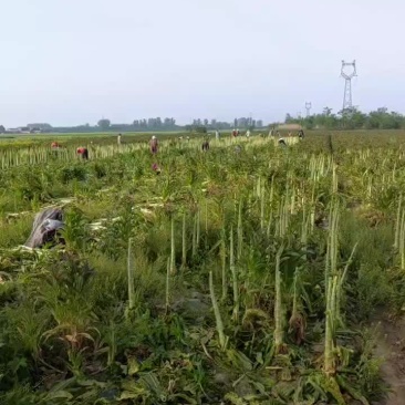 大量莴笋杆子出售