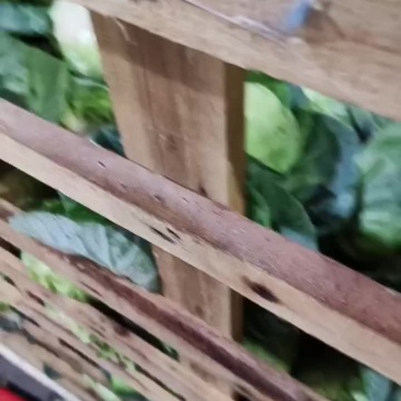 精品甘蓝