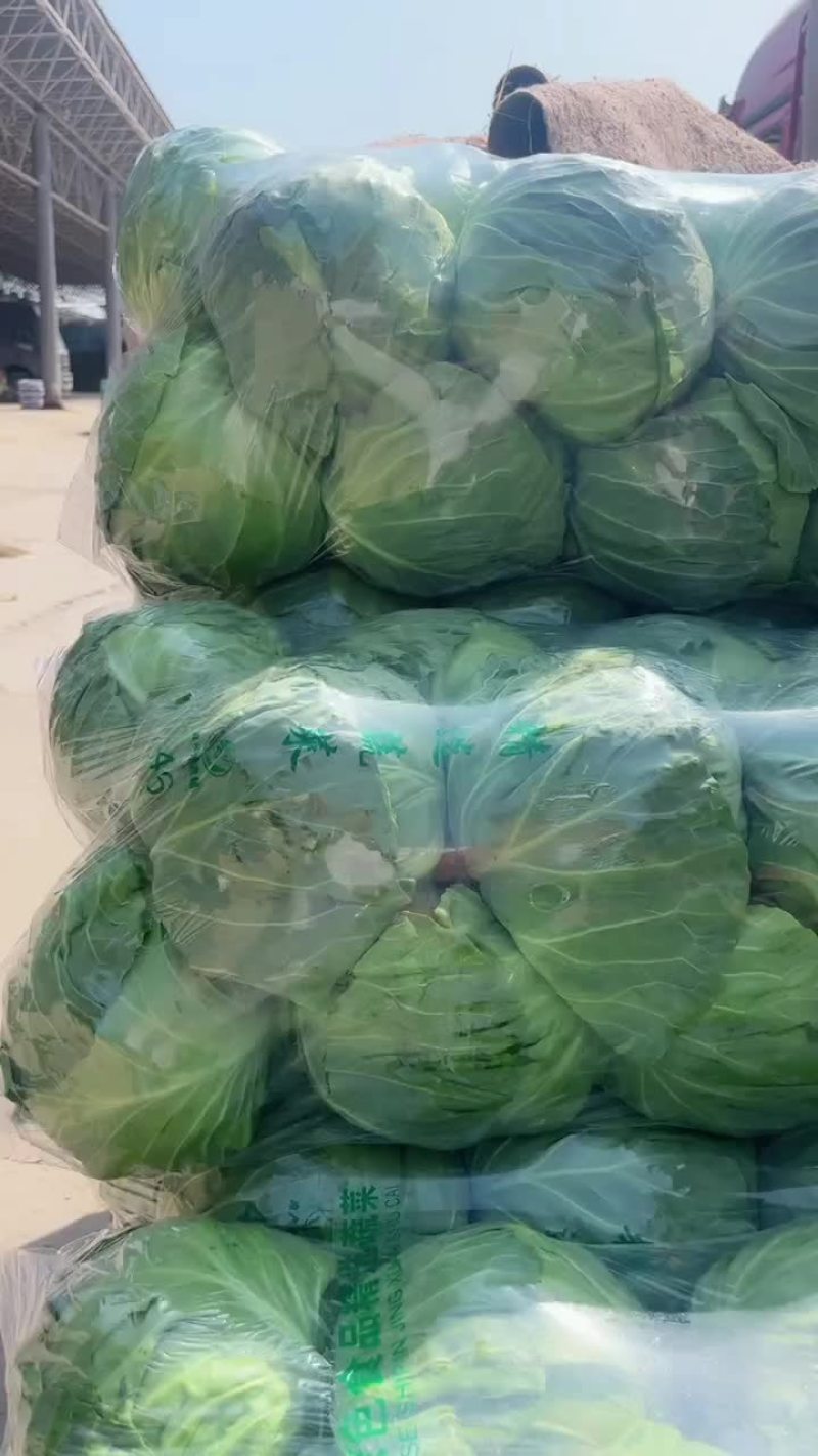 精品甘蓝