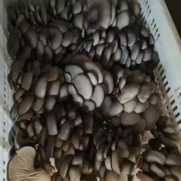 大量上市，欢迎有实力的老板合作共赢ヾ(°°)ﾉﾞ