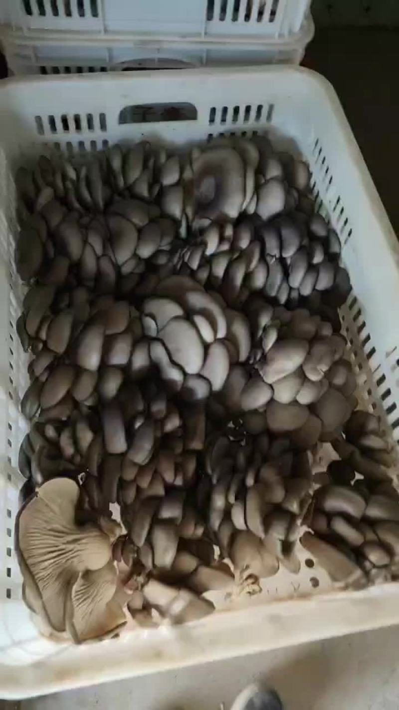 大量上市，欢迎有实力的老板合作共赢ヾ(°°)ﾉﾞ