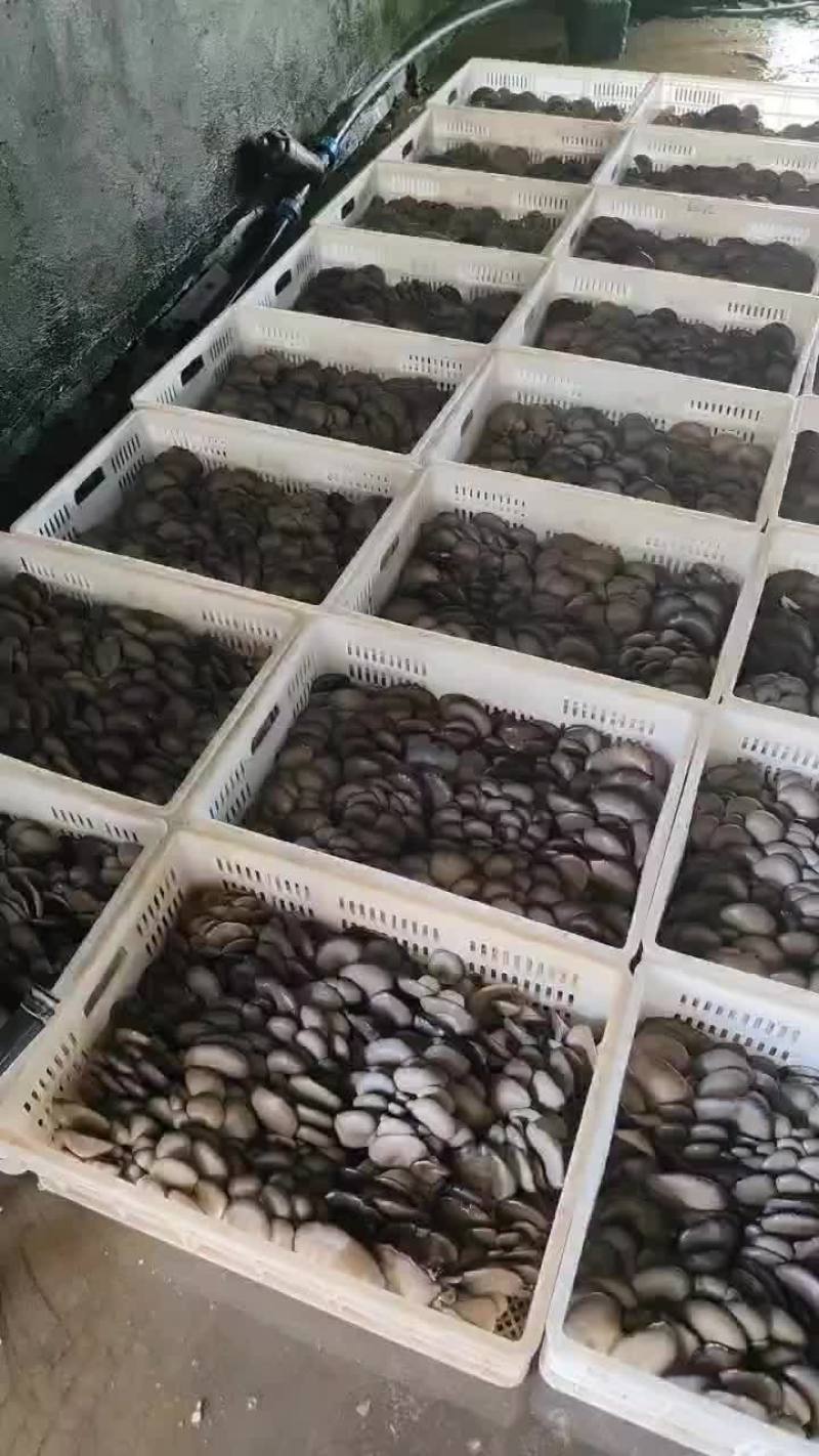大量上市，欢迎有实力的老板合作共赢ヾ(°°)ﾉﾞ