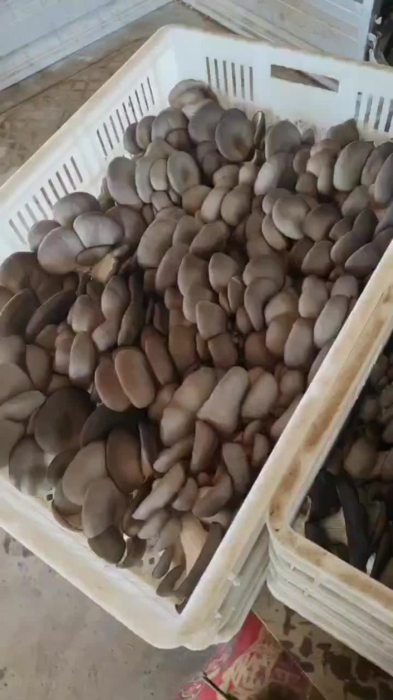 大量上市，欢迎有实力的老板合作共赢ヾ(°°)ﾉﾞ