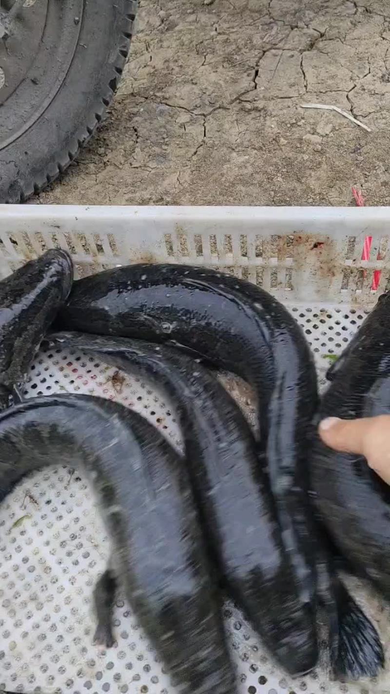 出售本地大黑鱼