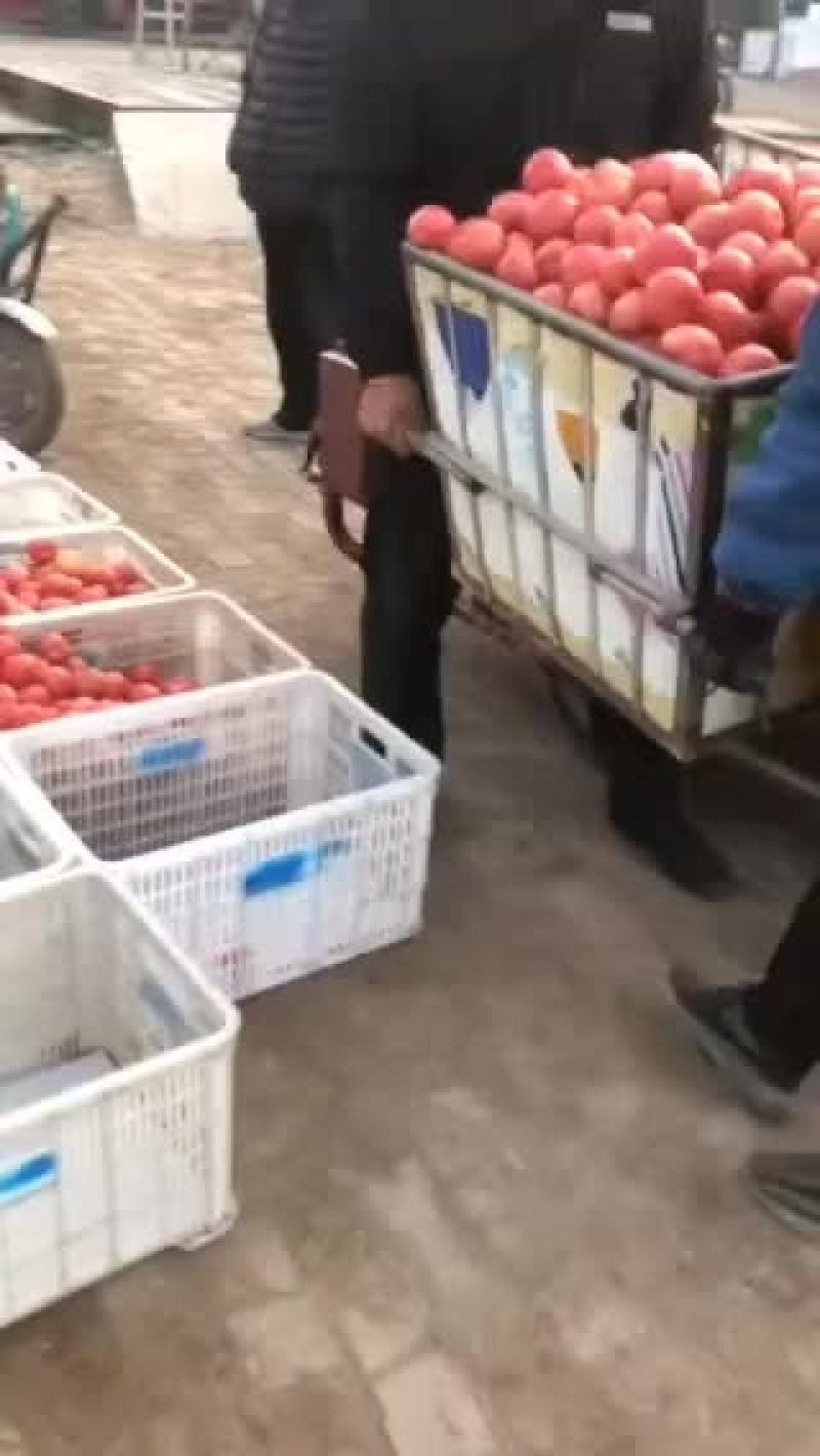 蔬菜大红西红柿，大量现货