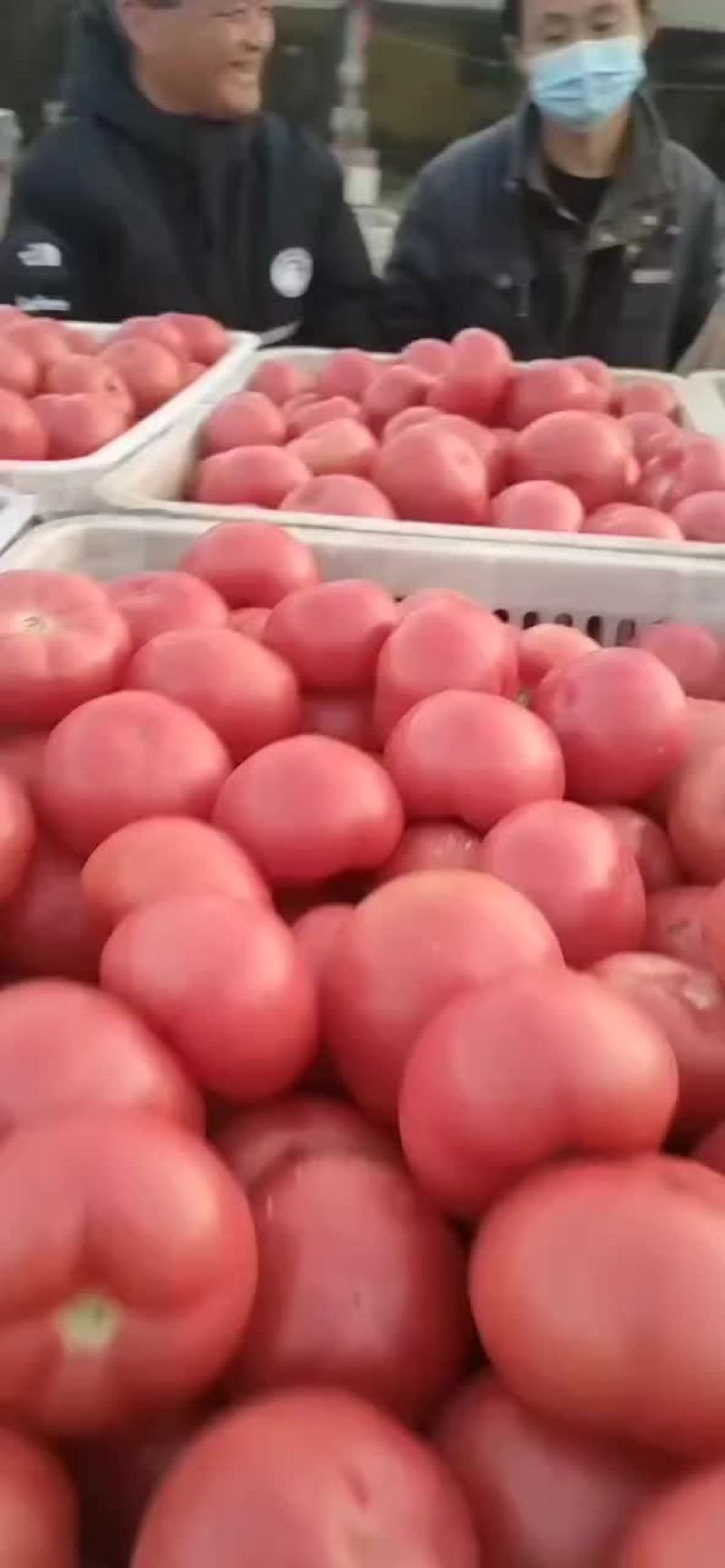 蔬菜大红西红柿，大量现货