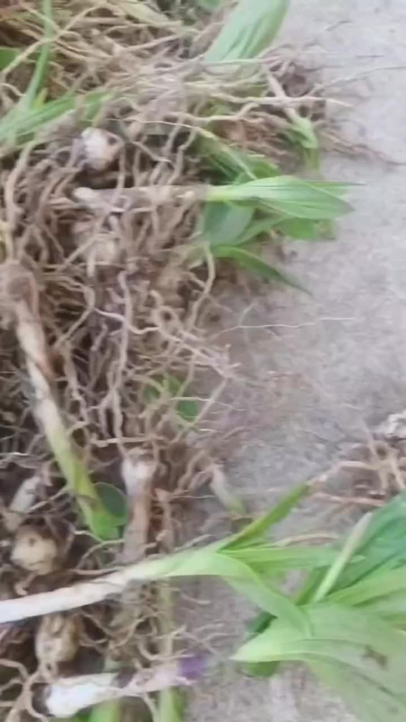 白芨