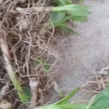 白芨