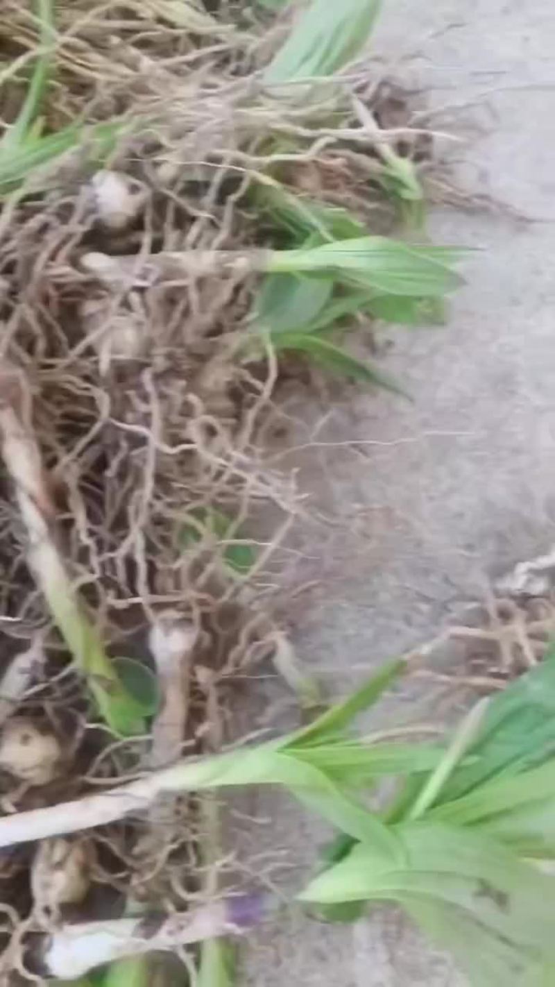 白芨