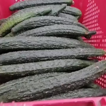 密刺黄瓜