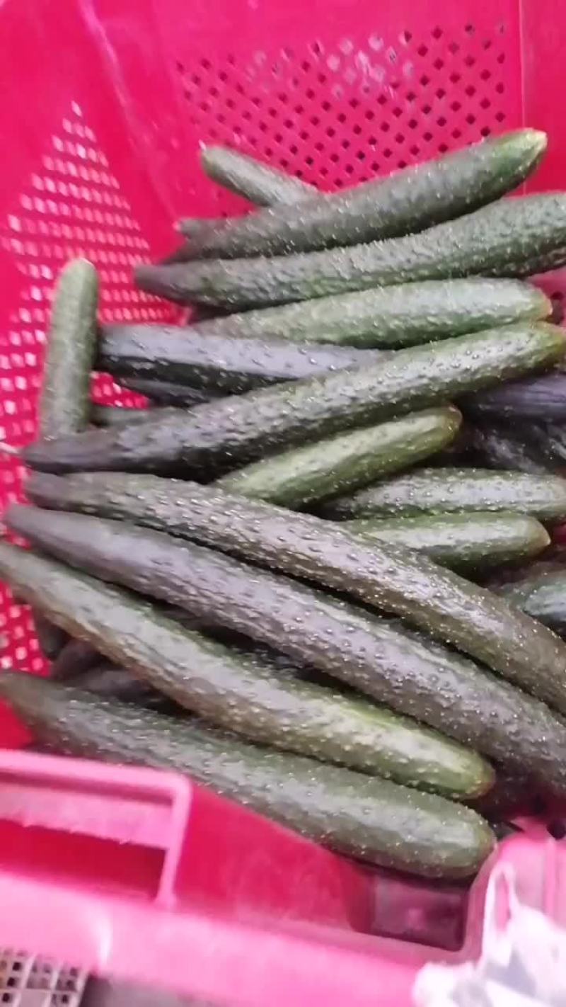 密刺黄瓜