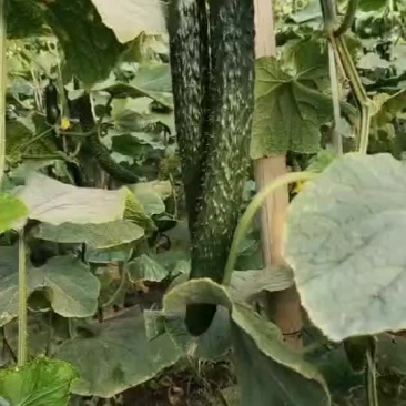 黄瓜