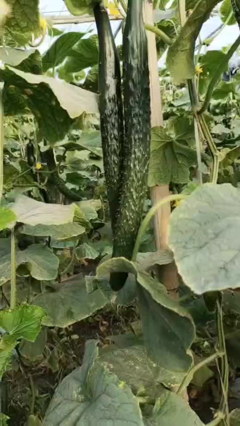 黄瓜