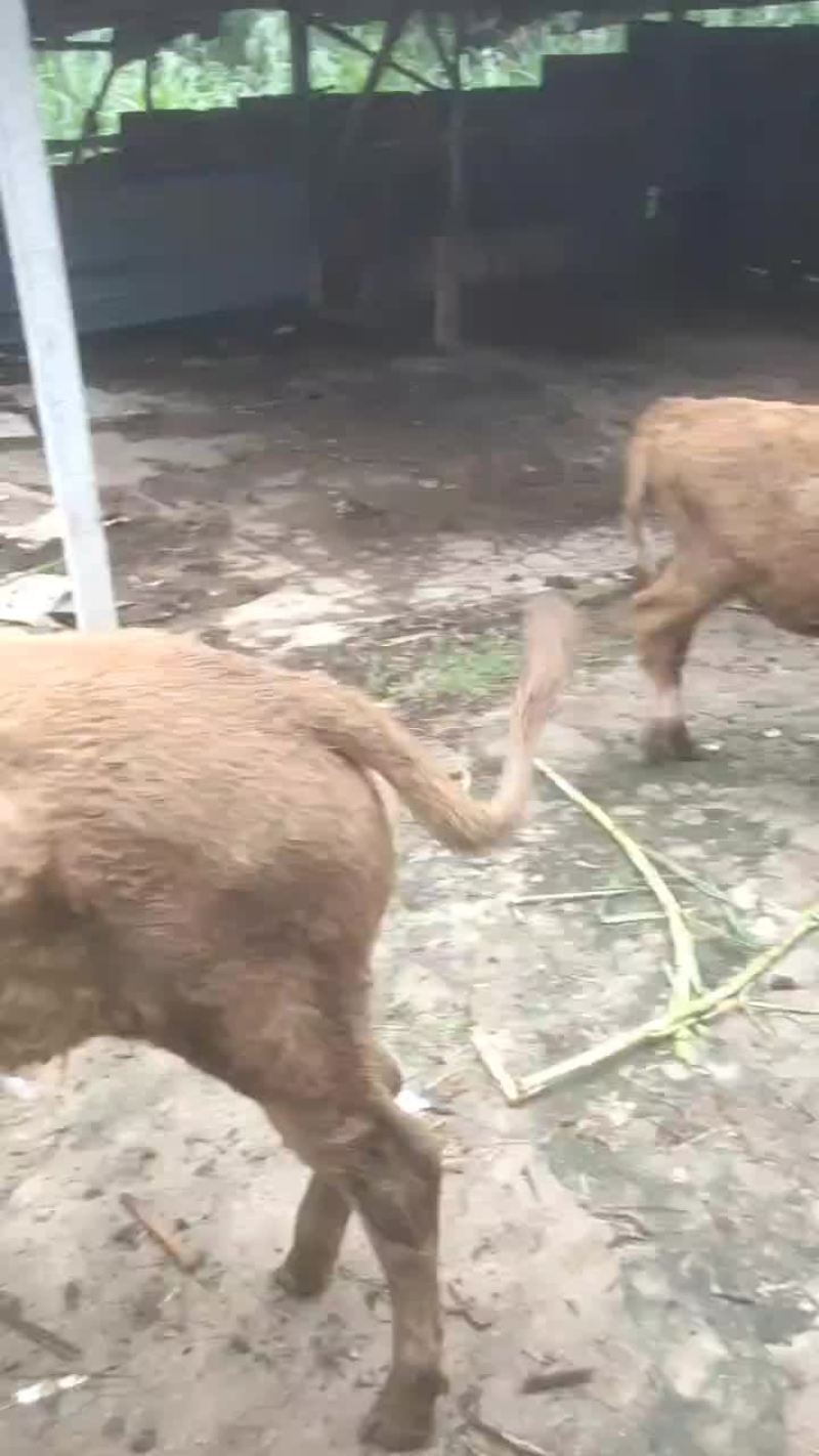 小黄牛出售