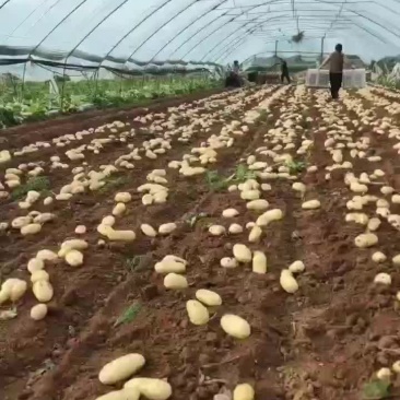 大棚土豆