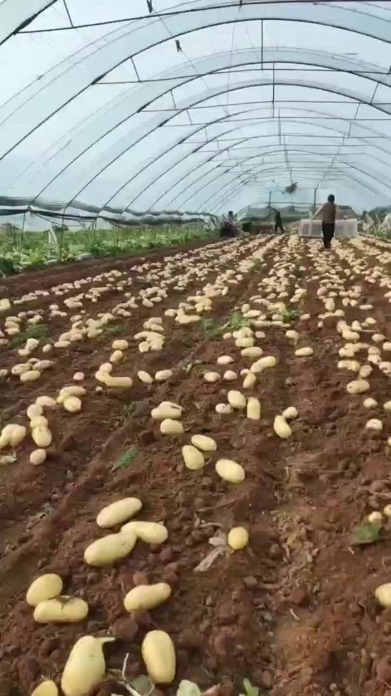 大棚土豆