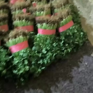 精品香菜