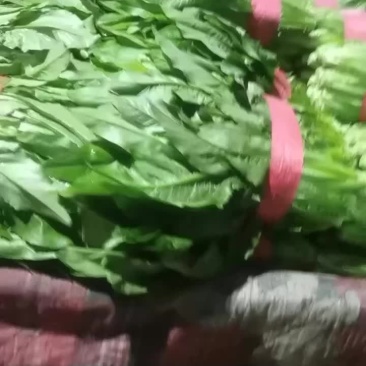 精品油麦菜