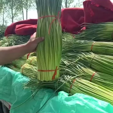 中牟红帽蒜苔大量上市，供货各大小批发市场，电商平台