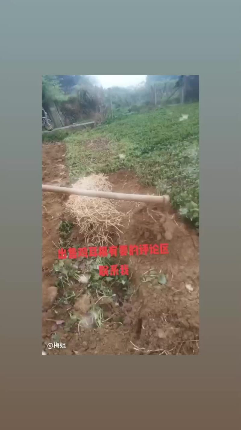 鱼腥草