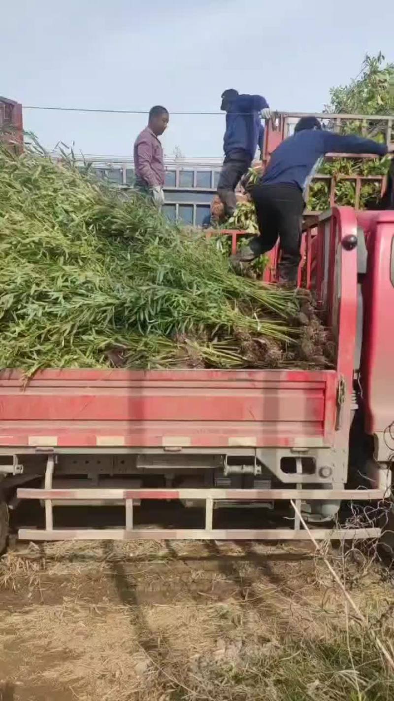 四季竹