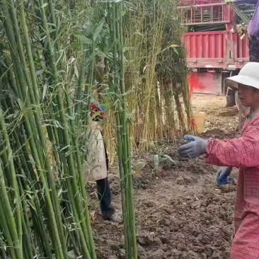 淡竹