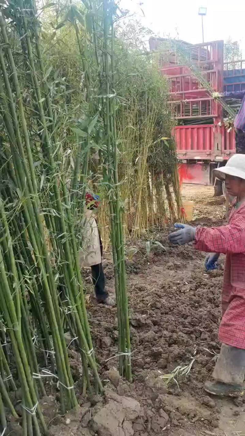淡竹