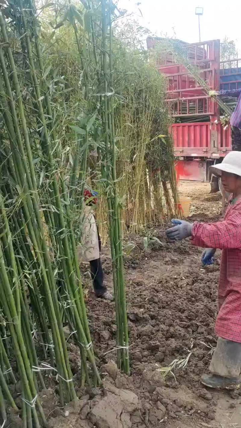 淡竹